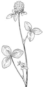 bloem-uit-pinterest